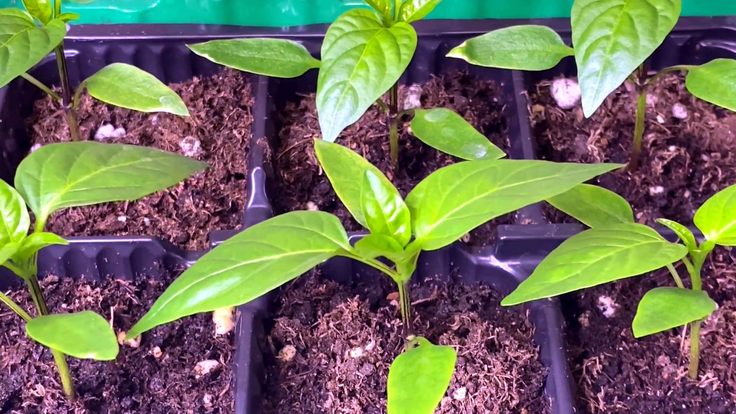 Лучшие дни для посева перца в Подмосковье в 2025 году. Как рассчитать дату посева смотреть онлайн