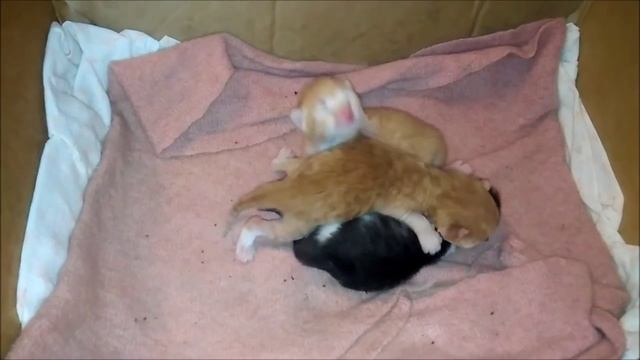Котятам 5 дней. Кошка с котятами смотреть онлайн