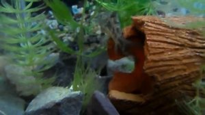 Акварюмны рыбки крапчаты сомиков