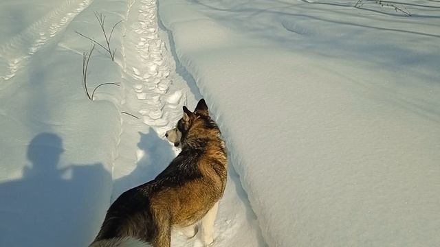 С хаски по лесу идем в последние дни зимы смотреть онлайн