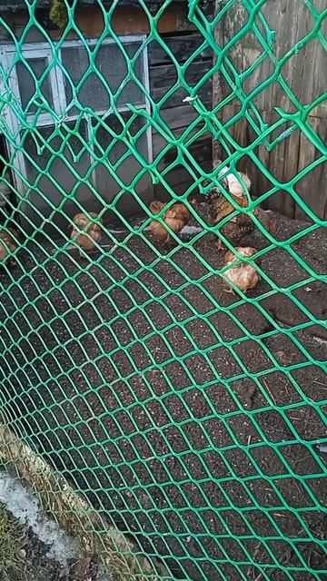 Куры-несушки впервые вышли на улицу после зимы смотреть онлайн