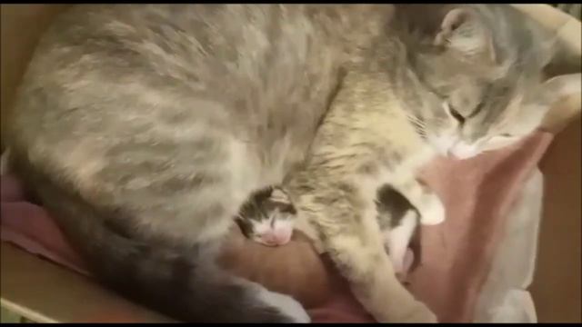 Котятам 6 дней. Кошка с котятами смотреть онлайн