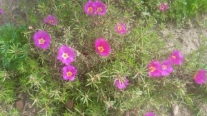 Семена портулака Смесь окрасок  сохраняют всхожесть в течение трех лет