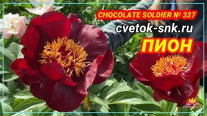 Темно-красный пион Chocolate Soldier. Цветение 2022 года / Сад Ворошиловой