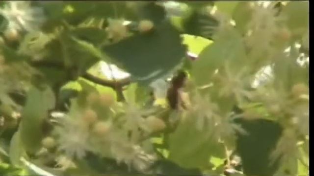 Липа зацвіла смотреть онлайн