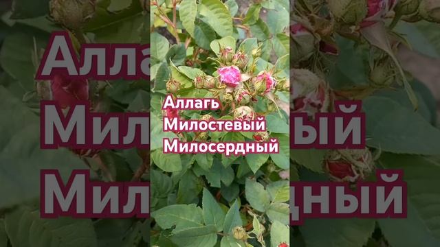 Все по воле Аллаха! лайк и подпишись! поддержи! #ислам#религиямира#хадис#зикр#напоминание смотреть онлайн