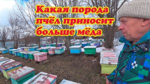 КАКАЯ ПОРОДА ПЧЁЛ ПРИНОСИТ БОЛЬШЕ МЁДА И КАКАЯ ЛУЧШЕ ВСЕХ, ДЕЛАЕМ ВЫВОД.