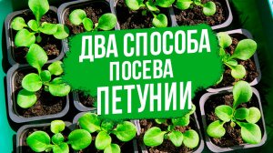 Как правильно сеять петунию на рассаду.