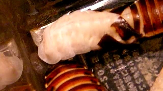 molting cockroach смотреть онлайн