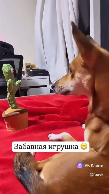 vkclips_20250319113636 смотреть онлайн