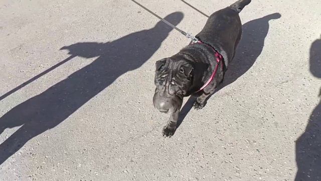 шарпей видео