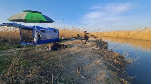 Весенний жор сазана