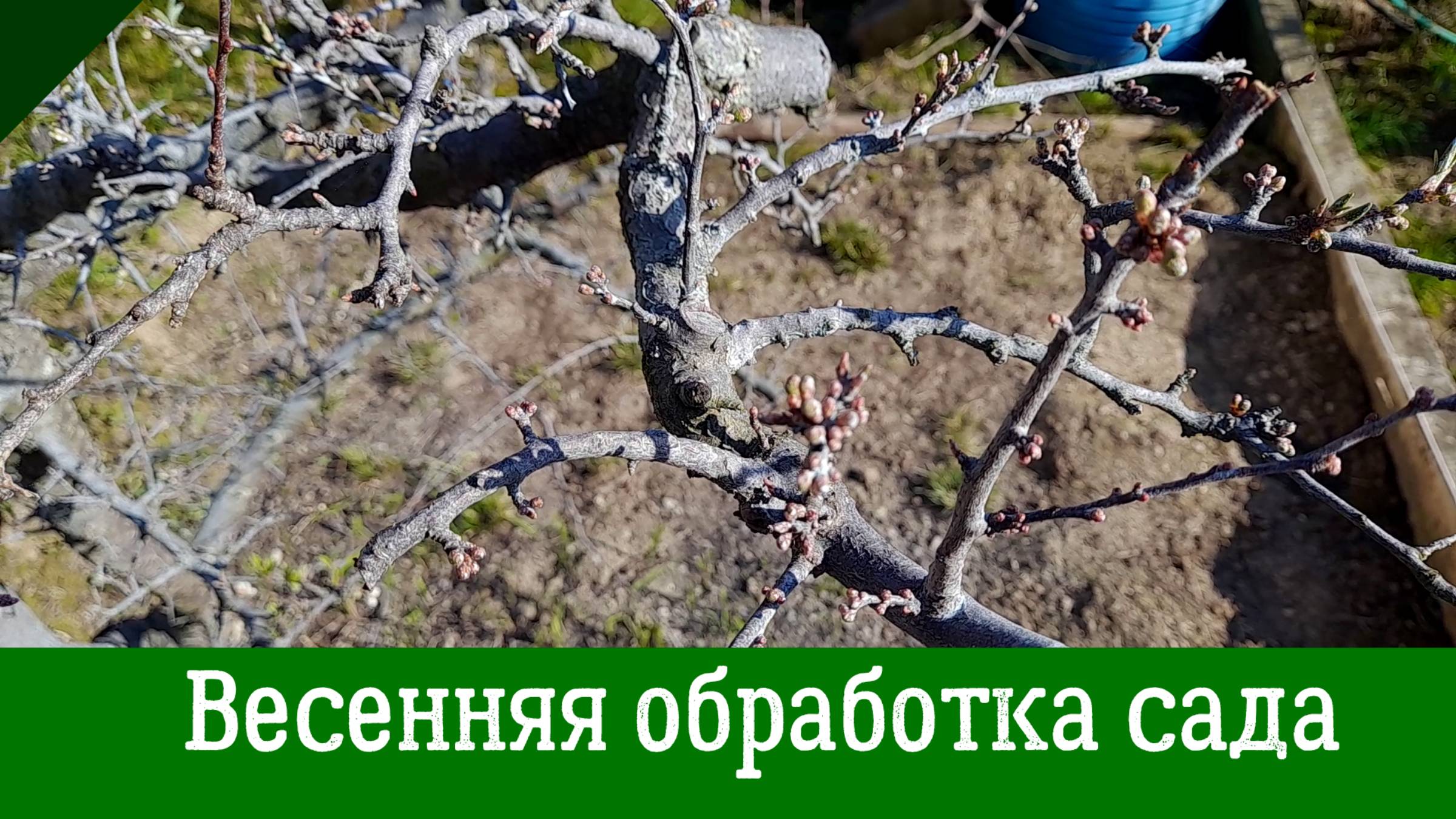 Весенняя ОБРАБОТКА САДА от болезней и вредителей смотреть онлайн