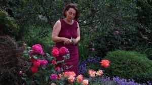 3 Совета Лета.  Июнь в саду, Лаванда и розы.