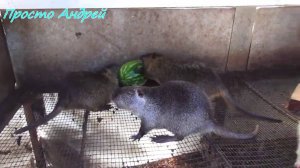 КАК и когда отсаживать  и формировать семью нутрий