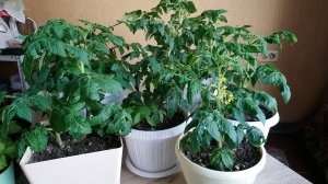 Великолепная рассада комнатных томатов Григорашик.