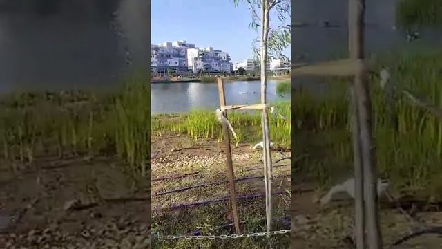 Вот такие гуси -лебеди в парке Ашкелона!04.05.2024 смотреть онлайн