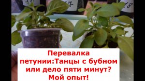 Пикировка(перевалка) подросшей петунии в новую просторную емкость.