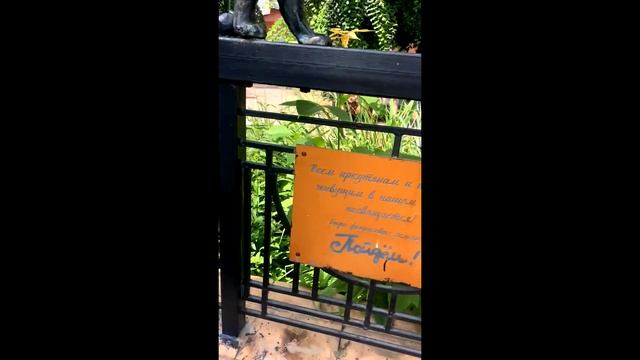 Видео для проекта 3, "Иркутская кошка" смотреть онлайн