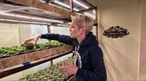 ПЕТУНИЯ ПОГИБАЕТ,ВЯНЕТ,СБРАСЫВАЕТ ЛИСТЬЯ.РАССКАЖУ КАК СПАСТИ ПЕТУНИИ.