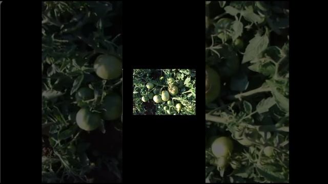 Томат Колхозный Александра Огородникова смотреть онлайн