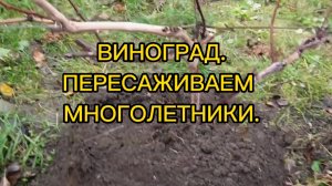 ПЕРЕСАЖИВАЕМ МНОГОЛЕТНИЙ ВИНОГРАД.