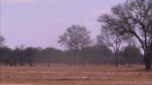 Гангстеры дикой природы 2 серия «Банды слонов» (документальный сериал, 2014)