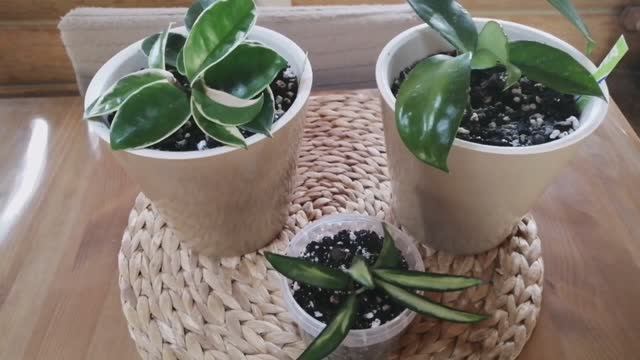 И ещё одна суперская Хойя! И я была сегодня в Раю! смотреть онлайн