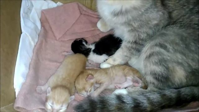 Котятам 4 дня. Кошка с котятами смотреть онлайн