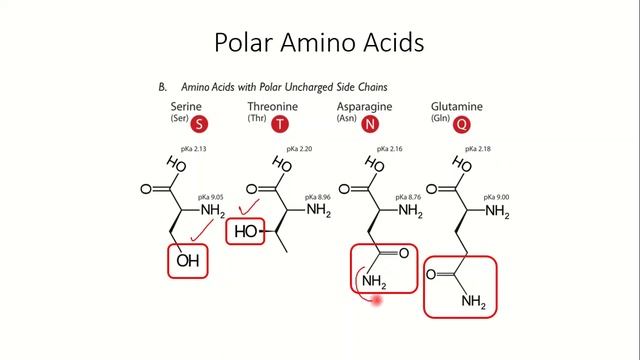 PROTEINS | POST RN | BIOCHEMISTRY смотреть онлайн