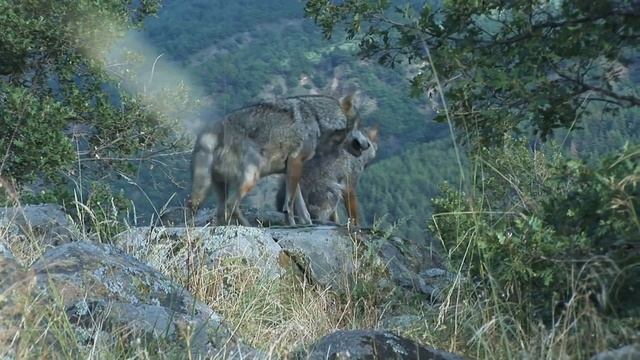 7 Polish Animals You Won't Find in America смотреть онлайн