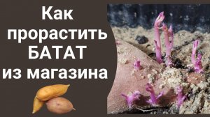 Как прорастить батат из магазина. Полный гайд