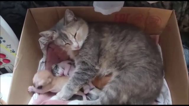 Котятам 7 дней. Кошка с котятами смотреть онлайн