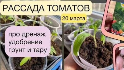 РАССАДА ТОМАТОВ, 20 марта // про дренаж, грунт, тару и удобрение смотреть онлайн