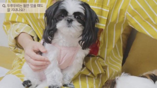 여우비두두 Q&A – 두루두비 장단점, 이름의미, 채널 컨셉, 시츄 성격, 입질 교육법, 펫로스 이겨내기, 채널 주요 공지