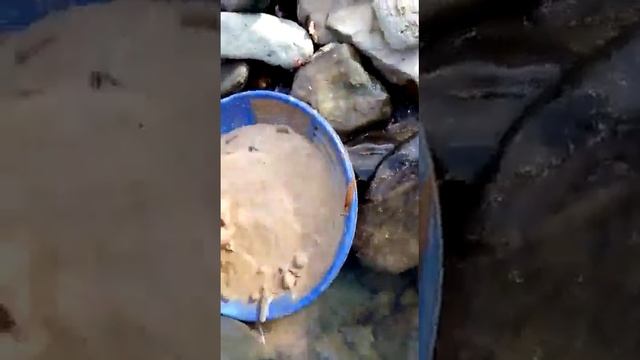 Промывка на пластиковом старательском лотке