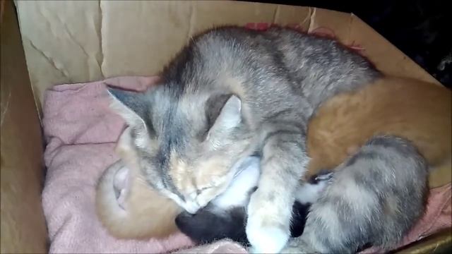Котятам 17 дней. Кошка и котята смотреть онлайн