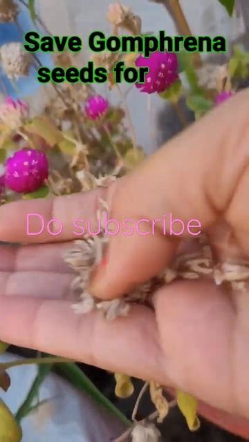 Save Gomphrena seeds#shorts #ytshortsindia смотреть онлайн