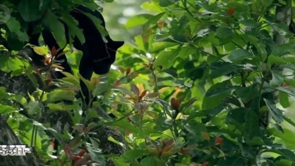 Melisa feat Tommo - I'm Alone