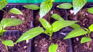 Посадка перцев на рассаду. Благоприятные даты по Лунному календарю в Подмосковье