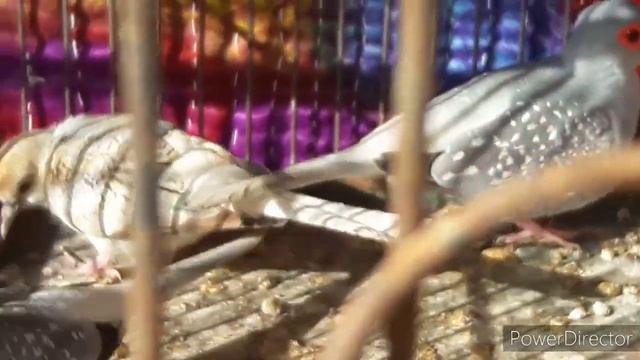 diamond dove breeding progress | NADEEM BIRDS CLUB смотреть онлайн