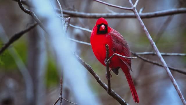Роскошные пейзажи, роскошный вид на природу!... смотреть онлайн