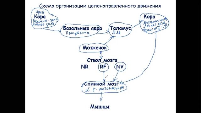 мозжечок базальные ядра смотреть онлайн