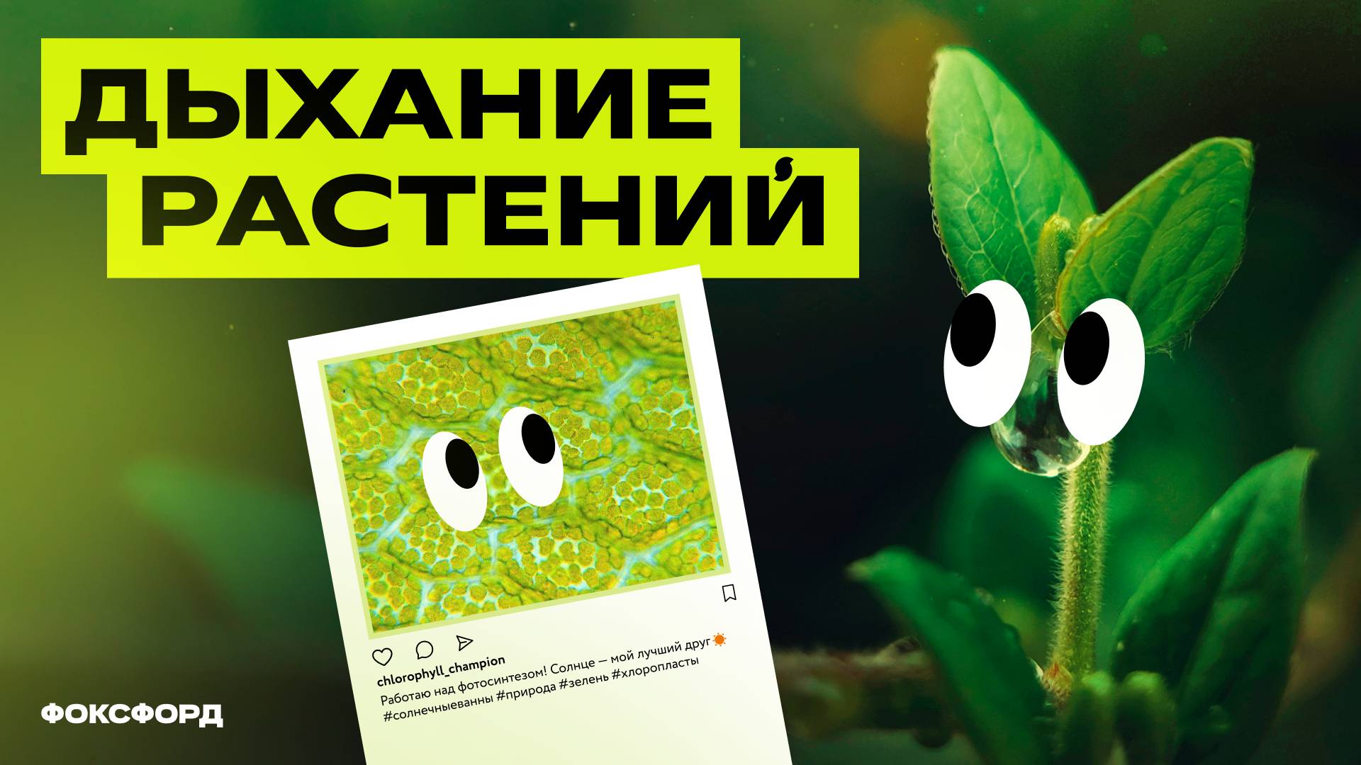 Дыхание растений и фотосинтез | Биология, 6 класс смотреть онлайн