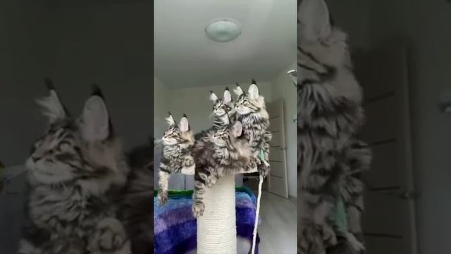 Мейн Кун-Самый большой, красивый и умный домашний кот смотреть онлайн