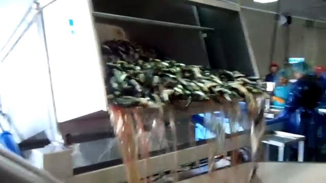 RYCO 831 линия приемки, взвешивания и фасовки RYCO 831 подача рыбы на линию через опрокидыватель смотреть онлайн