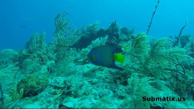 Angel Fish on Conch Wall смотреть онлайн