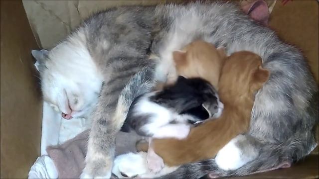 Котятам 16 дней. Кошка с котятами смотреть онлайн