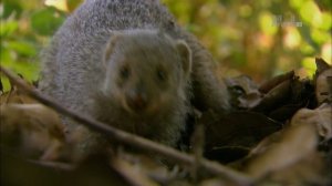 Гангстеры дикой природы 3 серия «Банды мангустов» (документальный сериал, 2014)