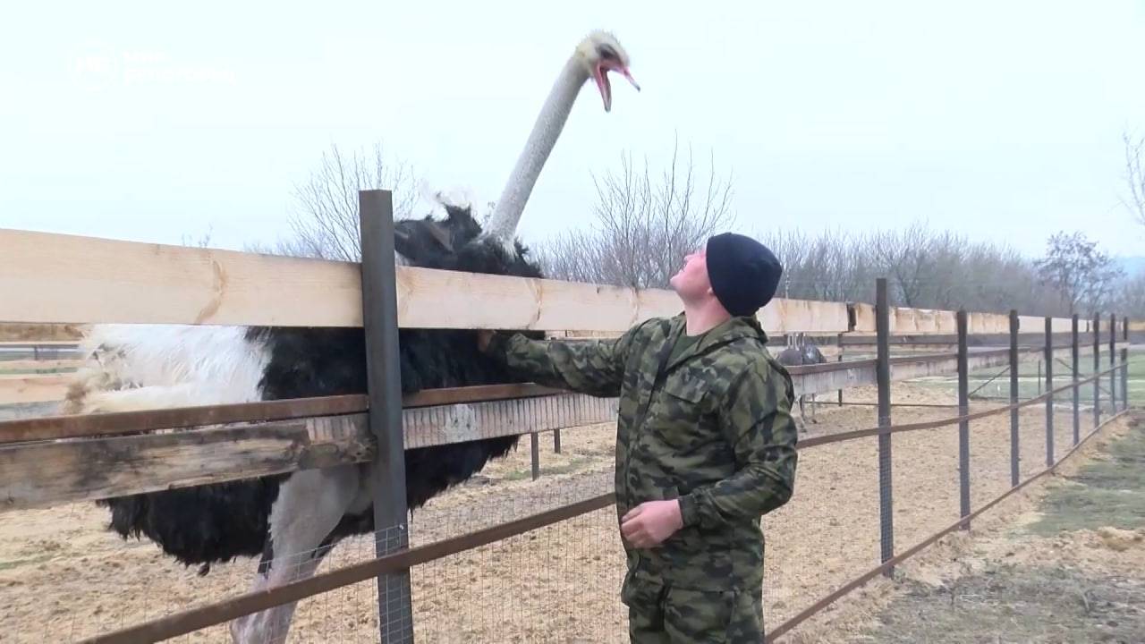 Белгородские предприниматели разводят африканских страусов смотреть онлайн